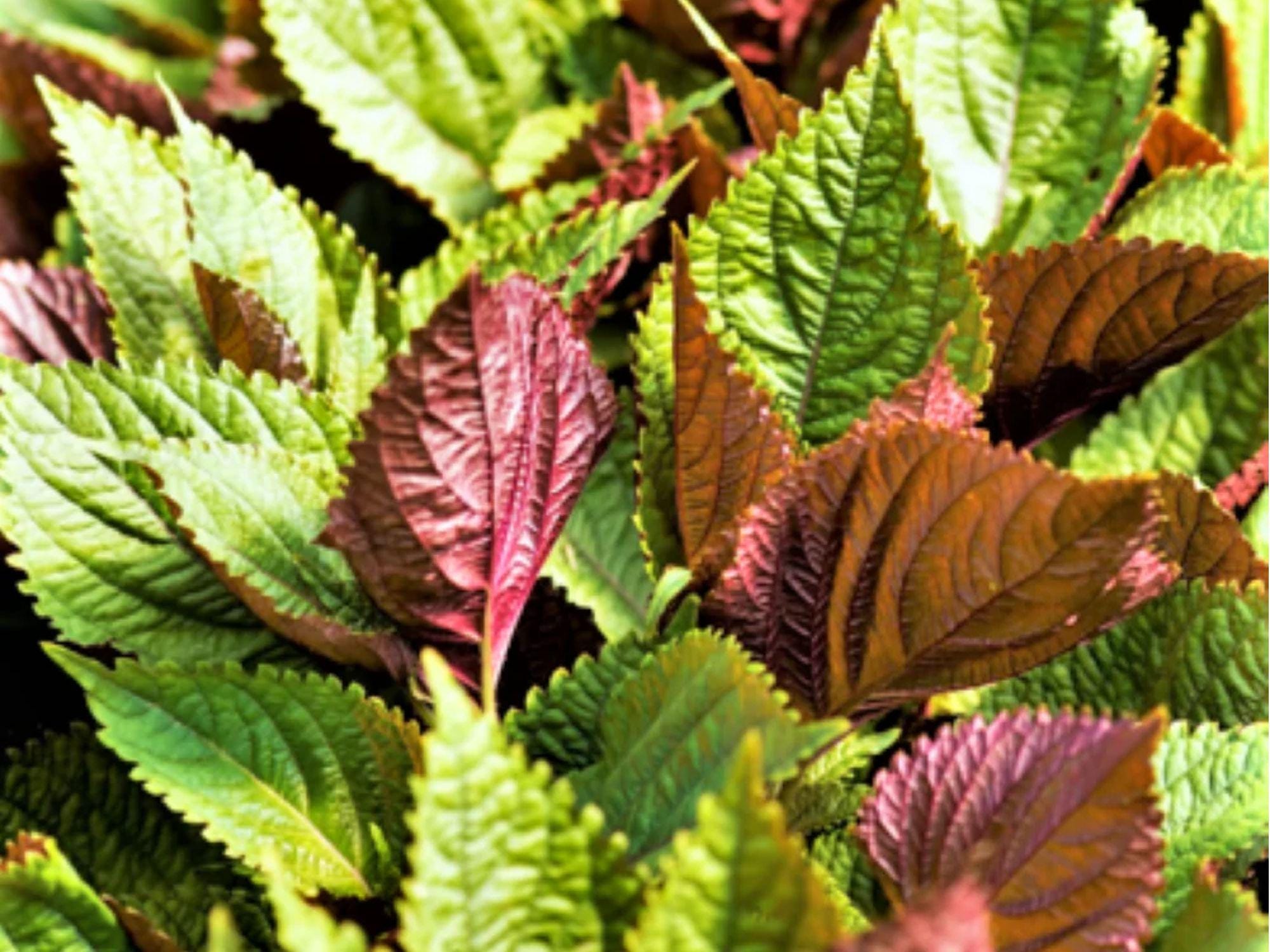 Jeok Ssam Ip Perilla Seeds – 500 Count, Korean Red Shiso Herb, Perilla frutescens, Culinary & Garden Use