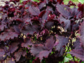 Red Aka Shiso Seeds – 100 Count, Japanese Herb, Perilla frutescens, Edible Garnish & Pickling Herb