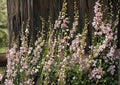 Penstemon Palmeri Seeds – 50 Native Wildflower Seeds for Fragrant Pink Beardtongue Blooms, Drought Tolerant, Pollinator Friendly, Xeriscape