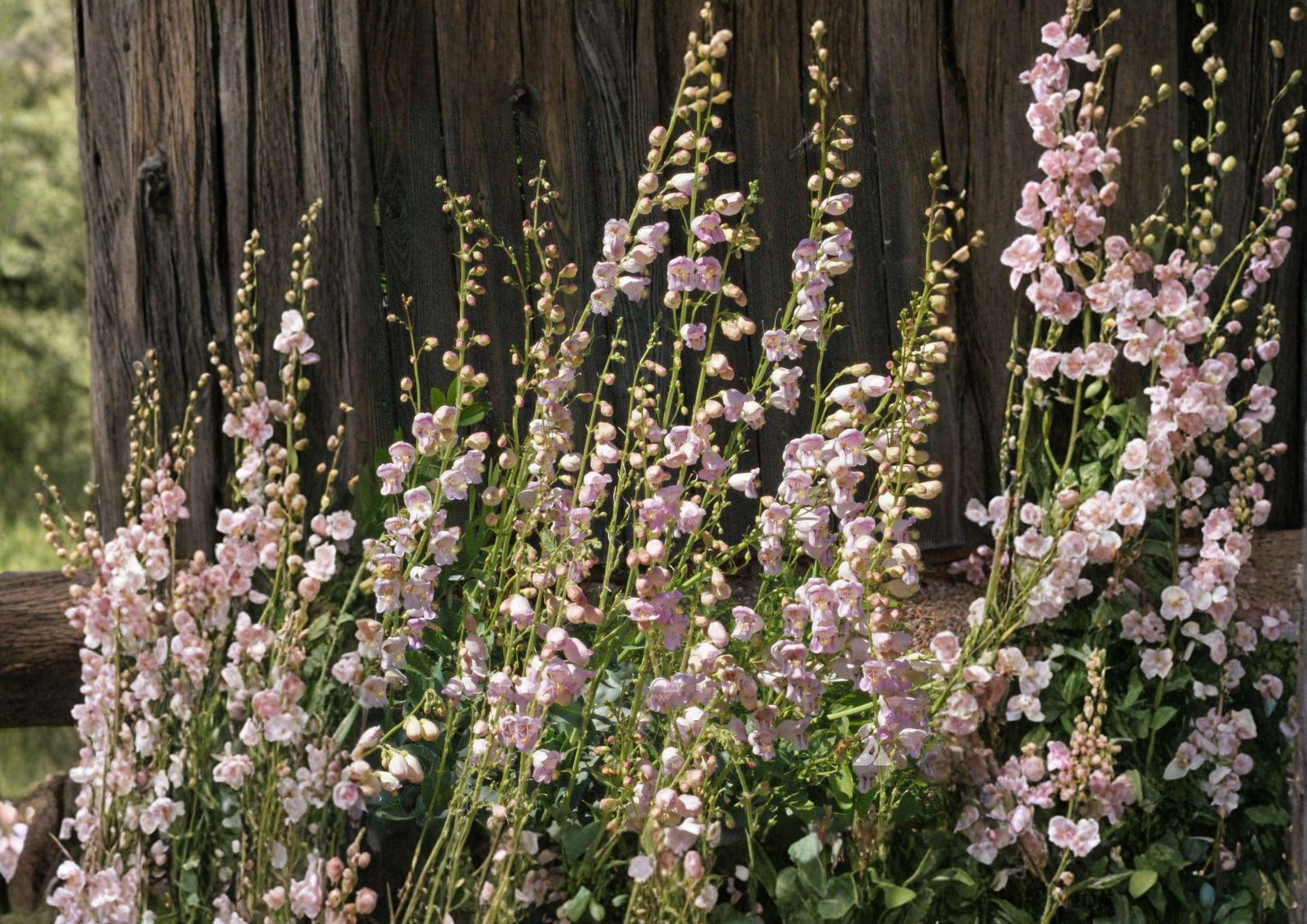Penstemon Palmeri Seeds – 50 Native Wildflower Seeds for Fragrant Pink Beardtongue Blooms, Drought Tolerant, Pollinator Friendly, Xeriscape