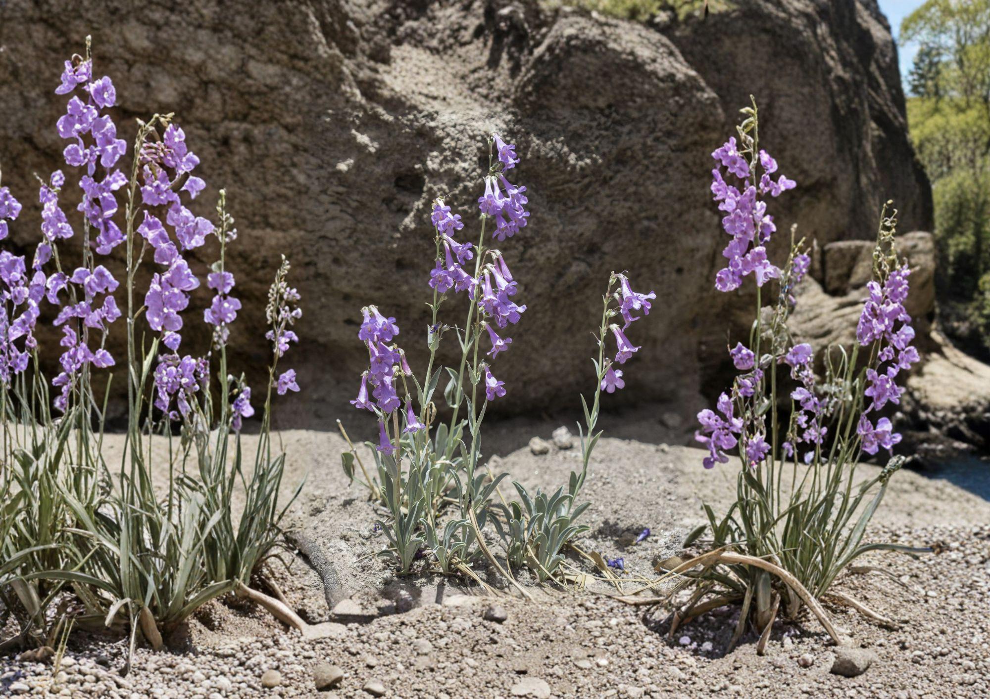 Penstemon Secundiflorus Seeds – 50 Native Wildflower Seeds for Lavender-Pink Blooms, Drought Tolerant, Pollinator Friendly, Perennial Plant