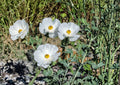 Prickly Poppy Seeds, Argemone polyanthemos, Native Prairie Wildflower, Drought-Tolerant, Bee-Friendly, 15 Seeds