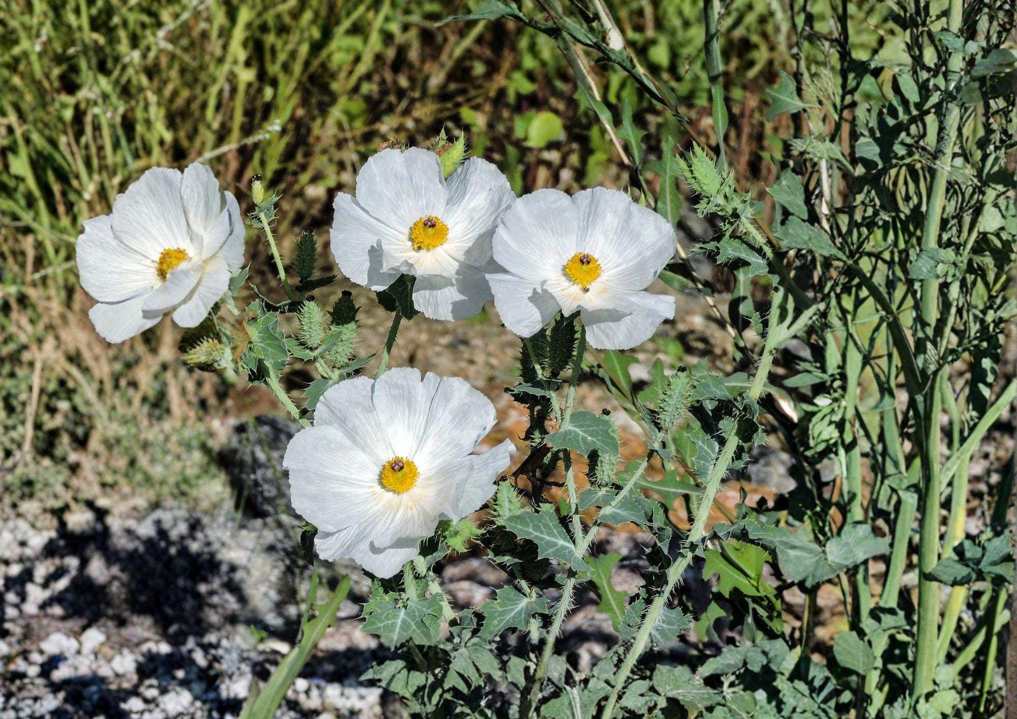 Prickly Poppy Seeds, Argemone polyanthemos, Native Prairie Wildflower, Drought-Tolerant, Bee-Friendly, 15 Seeds