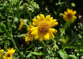 Meadow Arnica Seeds - Native Alpine Wildflower, Bright Yellow Daisy Blooms, Pollinator Friendly, Arnica chamissonis, 100 Seeds