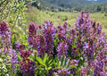 Astragalus bisulcatus Twogroove Milkvetch Seeds – Native Prairie Legume with Purple Flowers, Drought Tolerant Wildflower, Nitrogen Fixing Plant