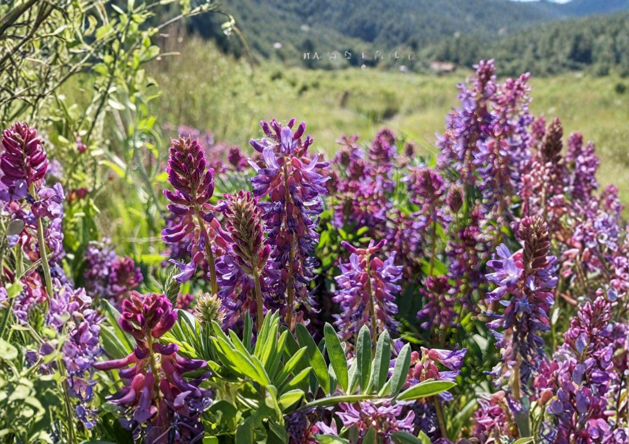 Astragalus bisulcatus Twogroove Milkvetch Seeds – Native Prairie Legume with Purple Flowers, Drought Tolerant Wildflower, Nitrogen Fixing Plant