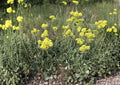 Sulfurflower Buckwheat Seeds - Native Eriogonum umbellatum, Drought Tolerant Alpine Perennial with Yellow Flower Clusters, Pollinator-Friendly