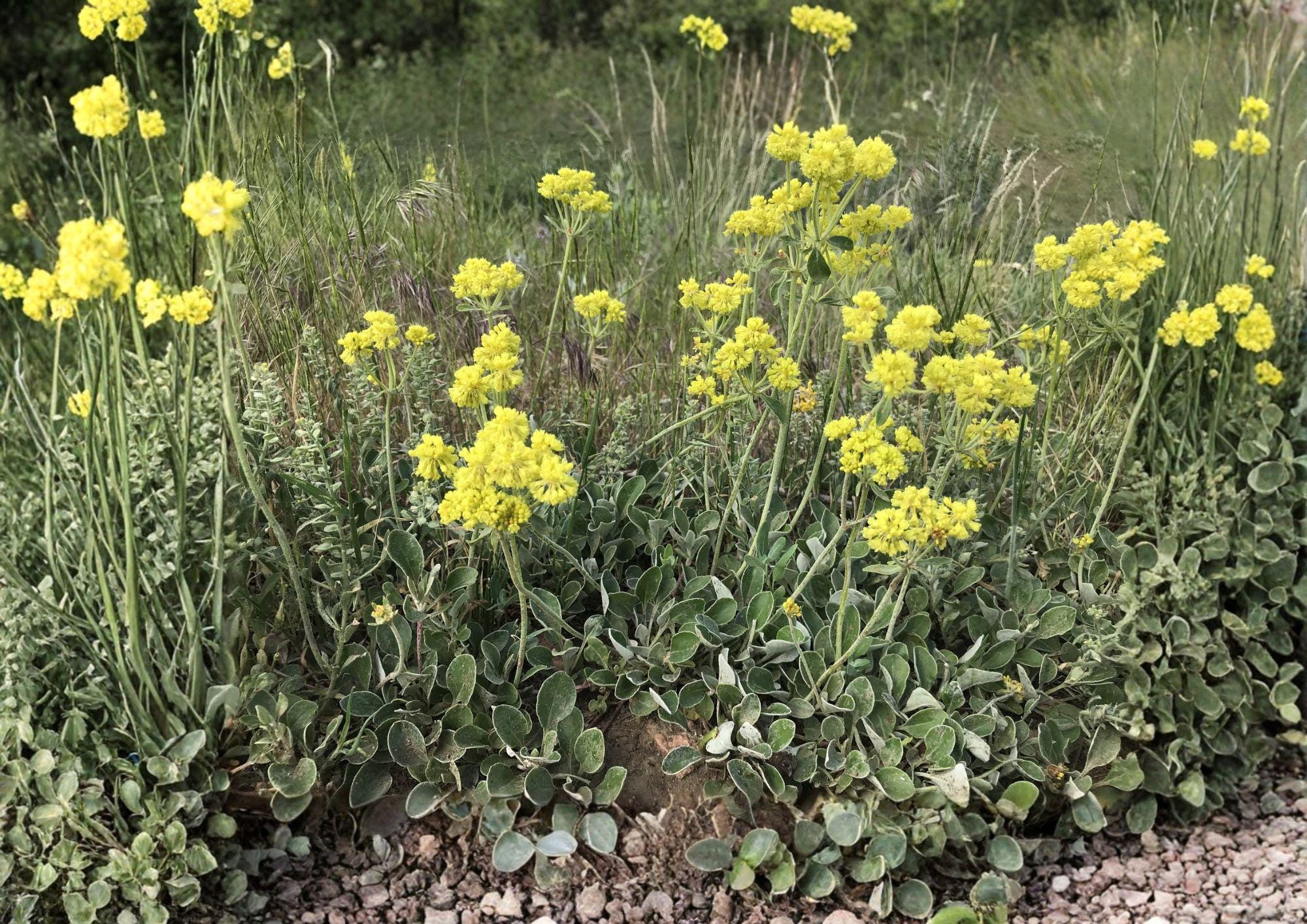 Sulfurflower Buckwheat Seeds - Native Eriogonum umbellatum, Drought Tolerant Alpine Perennial with Yellow Flower Clusters, Pollinator-Friendly