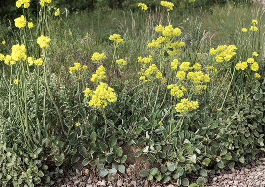 Sulfurflower Buckwheat Seeds - Native Eriogonum umbellatum, Drought Tolerant Alpine Perennial with Yellow Flower Clusters, Pollinator-Friendly