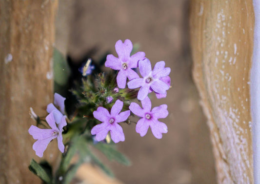 Glandularia bipinnatifida Dakota Vervain Seeds – Native Purple Prairie Wildflower, Drought Tolerant Pollinator Perennial, 50 Seeds