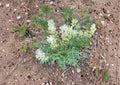 Silky Locoweed Seeds – Native Purple Pea Flower, Drought Tolerant, Oxytropis sericea, Prairie Perennial, Xeriscape Plant