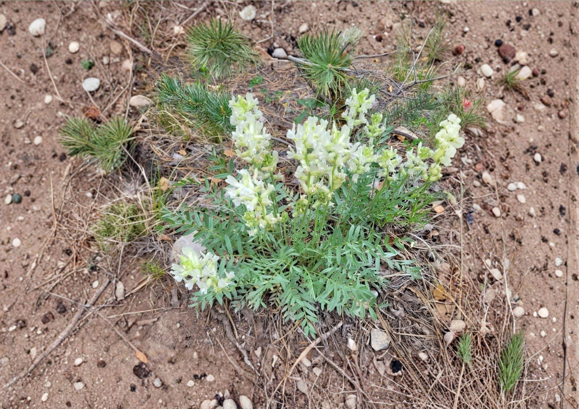 Silky Locoweed Seeds – Native Purple Pea Flower, Drought Tolerant, Oxytropis sericea, Prairie Perennial, Xeriscape Plant