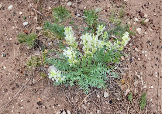 Silky Locoweed Seeds – Native Purple Pea Flower, Drought Tolerant, Oxytropis sericea, Prairie Perennial, Xeriscape Plant