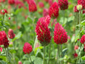 Short’s Aster Seeds (Symphyotrichum shortii) – Native Wildflower for Pollinator Gardens, Lavender to Pale Purple Blooms