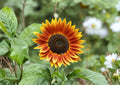 Sunflower Seeds Autumn Beauty – Fall Colors, Pollinator Friendly, Garden Bloom, 50 Seeds