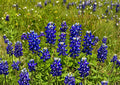 Texas Bluebonnet Seeds – 50 Native Wildflower Seeds for Spring Blooms – Grow Lupinus texensis, Pollinator Friendly, Native Garden Plant