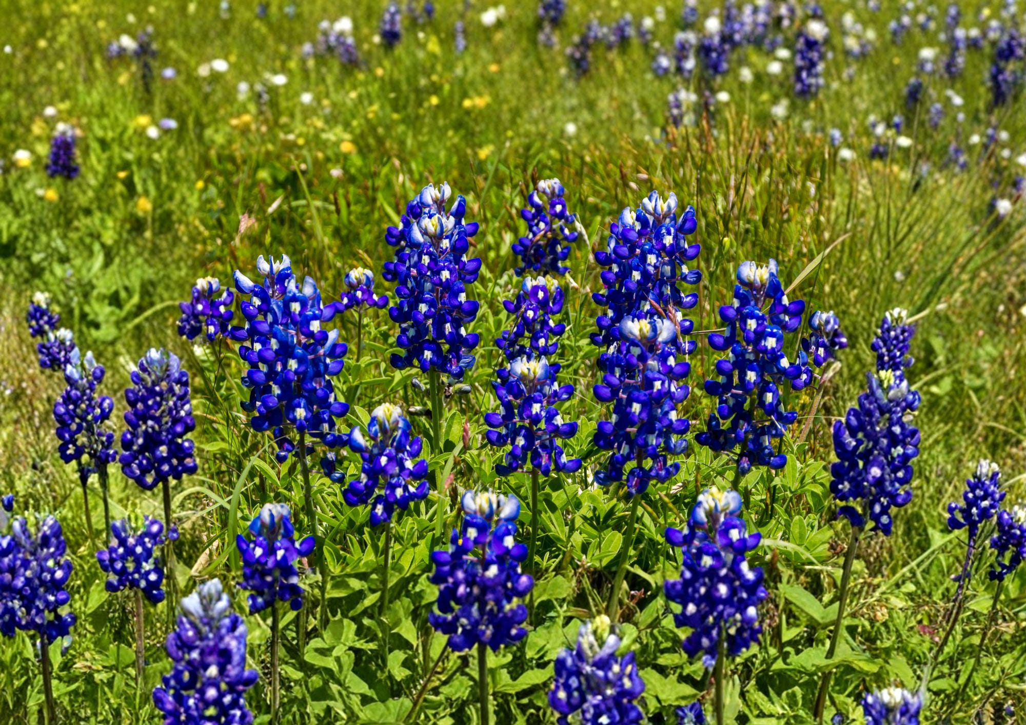 Texas Bluebonnet Seeds – 50 Native Wildflower Seeds for Spring Blooms – Grow Lupinus texensis, Pollinator Friendly, Native Garden Plant