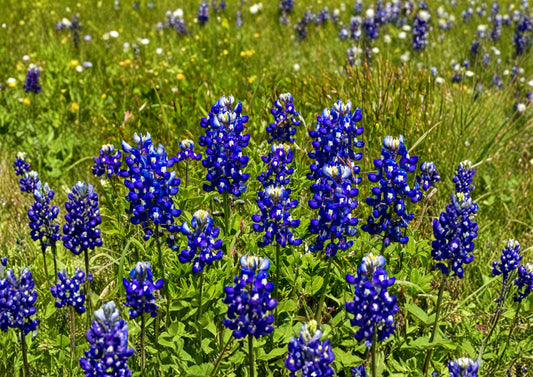 Texas Bluebonnet Seeds – 50 Native Wildflower Seeds for Spring Blooms – Grow Lupinus texensis, Pollinator Friendly, Native Garden Plant
