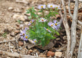 Aromatic Aster Seeds – 100 Native Symphyotrichum oblongifolium Purple Fall Wildflower for Pollinator Gardens