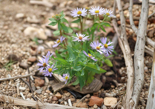 Aromatic Aster Seeds – 100 Native Symphyotrichum oblongifolium Purple Fall Wildflower for Pollinator Gardens