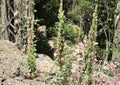 Giant Lousewort Seeds – Native Yellow Wildflower, Pollinator Plant, Pedicularis procera, 100 Seeds