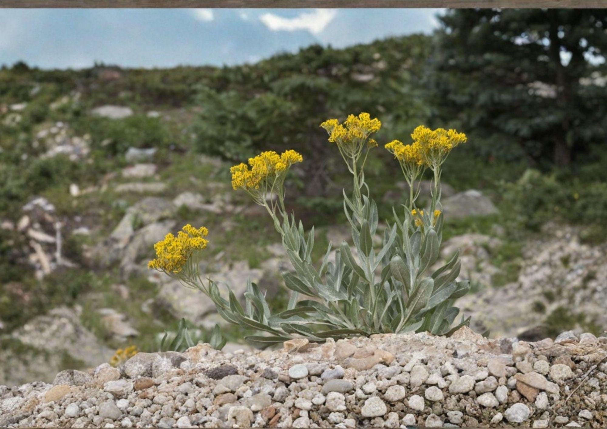 Senecio atratus Tall Blacktip Ragwort Seeds – Native Wildflower, Pollinator Perennial, Yellow Daisy-Like Blooms, Mountain Meadow Plant