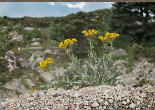 Senecio atratus Tall Blacktip Ragwort Seeds – Native Wildflower, Pollinator Perennial, Yellow Daisy-Like Blooms, Mountain Meadow Plant