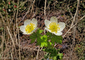 American Globeflower Seeds – Trollius laxus Native Pollinator Wildflower, 50 Seeds for Wetlands & Meadow Gardens
