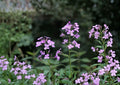 Dames Rocket Seeds – Fragrant Purple White Flowers for Cottage Garden, Hesperis matronalis, Pollinator Friendly, Easy to Grow Biennial