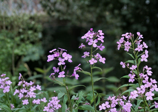 Dames Rocket Seeds – Fragrant Purple White Flowers for Cottage Garden, Hesperis matronalis, Pollinator Friendly, Easy to Grow Biennial