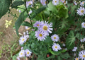 Smooth Blue Aster Seeds – Native Prairie Wildflower, Late Season Pollinator, Symphyotrichum laeve, 100 Seeds