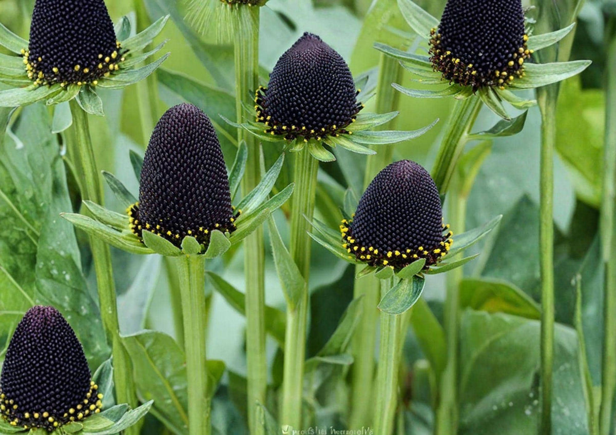Western Coneflower Seeds – Rudbeckia occidentalis, Native Perennial with Dark Central Cones, Pollinator-Friendly, 75 Seeds