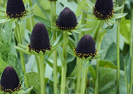 Western Coneflower Seeds – Rudbeckia occidentalis, Native Perennial with Dark Central Cones, Pollinator-Friendly, 75 Seeds