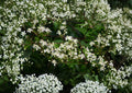 Native Virgin's Bower Clematis Seeds – Fragrant White Climbing Vine, Pollinator Friendly, Woodland Garden, 50 Seeds