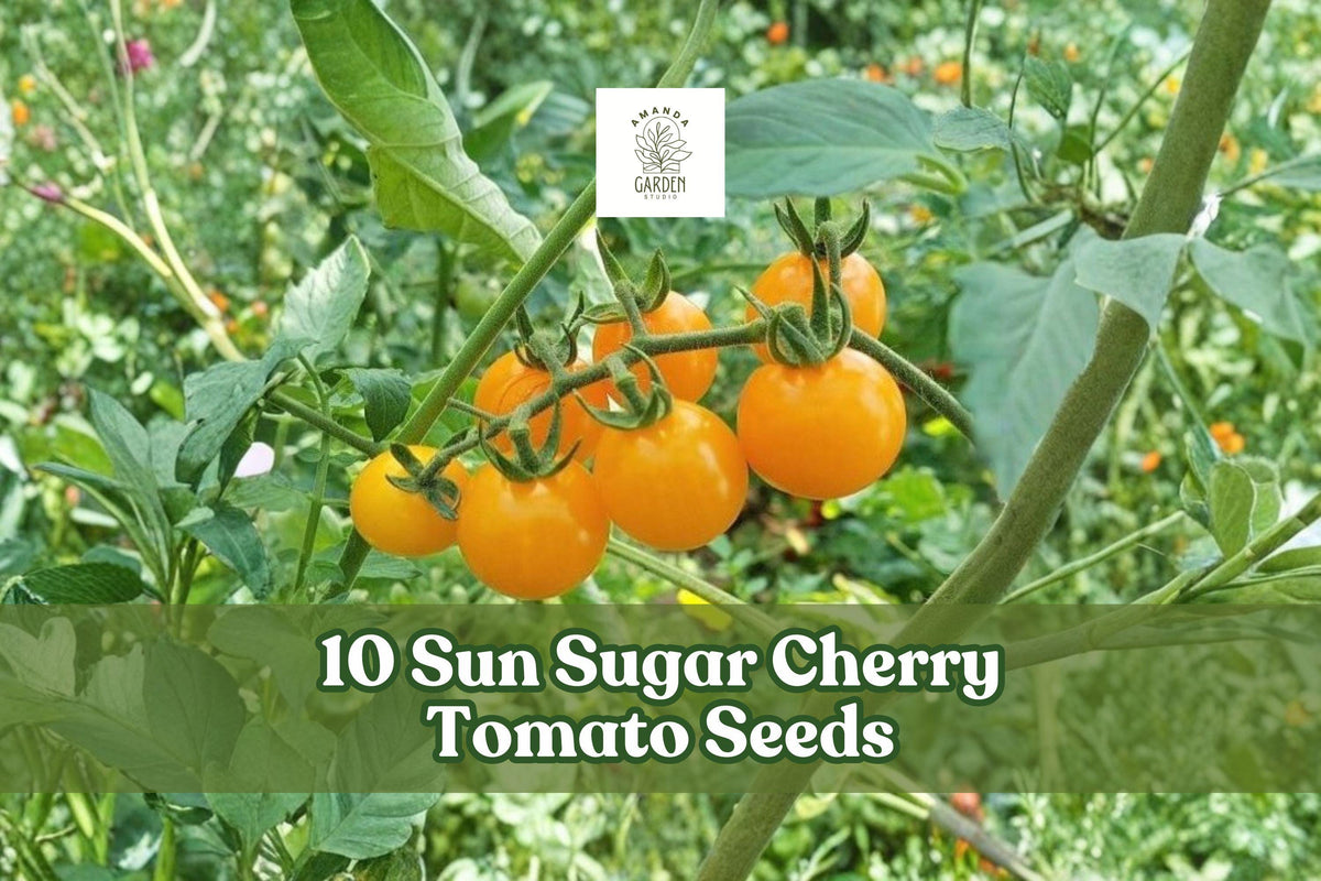 Sun Sugar Cherry Tomato Seeds - 10 Pack - Sweet Orange Fruits - Solanum lycopersicum - Early-Maturing Garden Vegetable