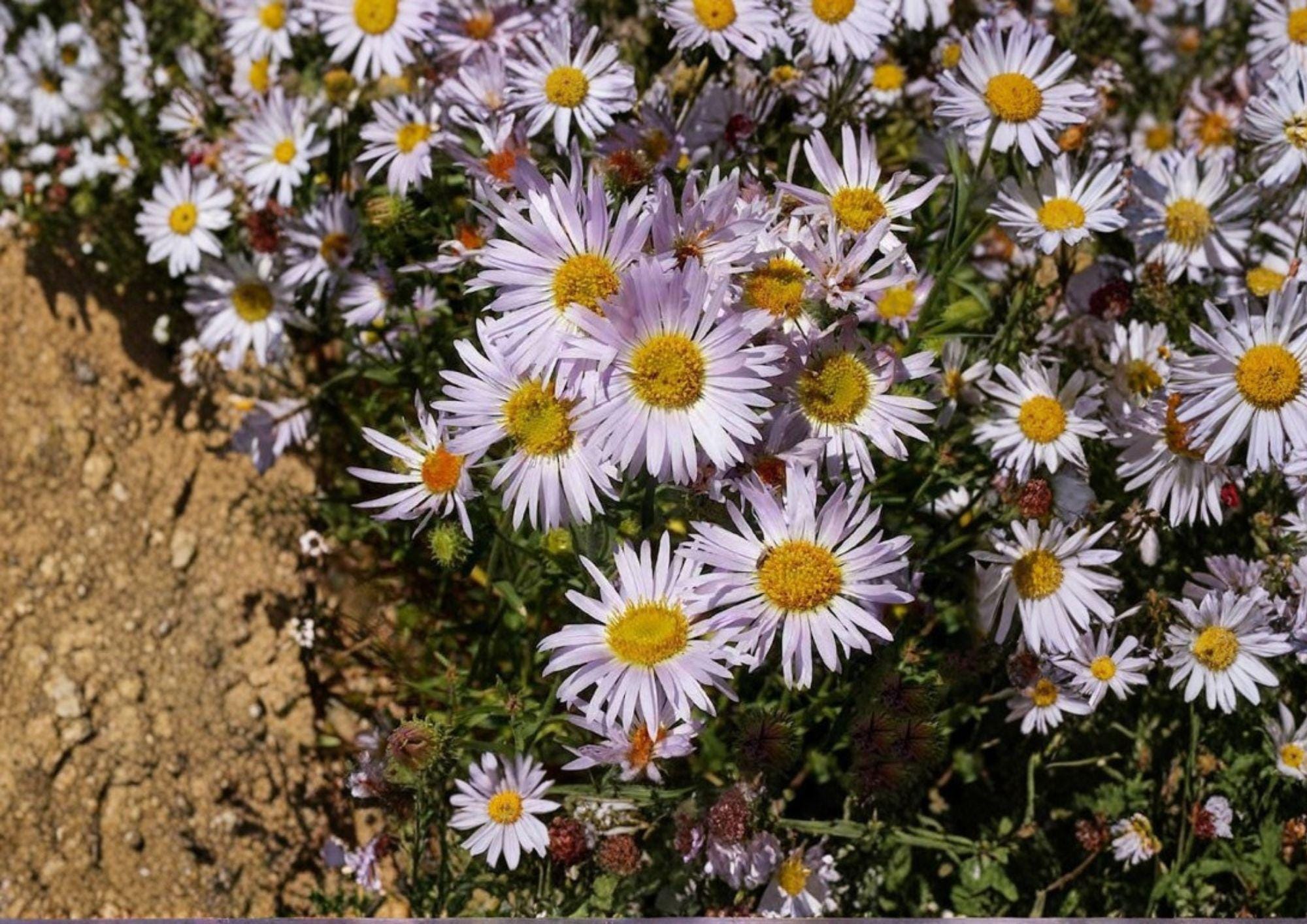 Bigelow's Tansyaster Seeds – Purple Aster, Drought Tolerant Perennial, Native Wildflower, Machaeranthera bigelovii, Bright Purple Blooms