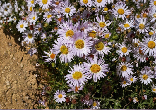 Bigelow's Tansyaster Seeds – Purple Aster, Drought Tolerant Perennial, Native Wildflower, Machaeranthera bigelovii, Bright Purple Blooms