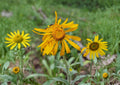 Orange Mountain Daisy Seeds – Native Alpine Wildflower, Pollinator Friendly, Hymenoxys hoopesii, Bright Orange Daisies, Hardy Perennial, 40 Seeds
