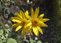 Showy Goldeneye Seeds, Native Prairie Wildflower, Drought Tolerant Perennial, Bright Yellow Daisy, Heliomeris multiflora, 100 Seeds