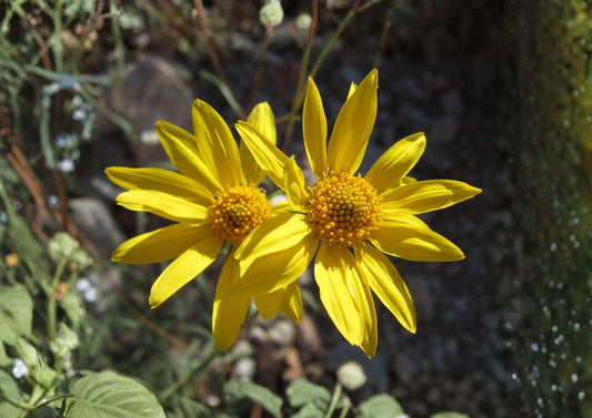 Showy Goldeneye Seeds, Native Prairie Wildflower, Drought Tolerant Perennial, Bright Yellow Daisy, Heliomeris multiflora, 100 Seeds