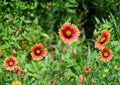 Meriwether Blanketflower Seeds - Red Yellow Gaillardia, Drought Tolerant Native Perennial, Gaillardia aristata, 25 Seeds