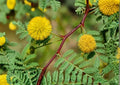 Acacia Tree Seeds – Vachellia nilotica, Gum Arabic, Egyptian Thorn, Fragrant Yellow Flowers, Drought Tolerant, Tropical Plant