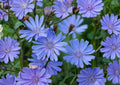 Blue Chicory Seeds – 100 Wildflower Seeds for Meadow Garden, Cichorium intybus, Pollinator-Friendly, Drought Tolerant, Perennial
