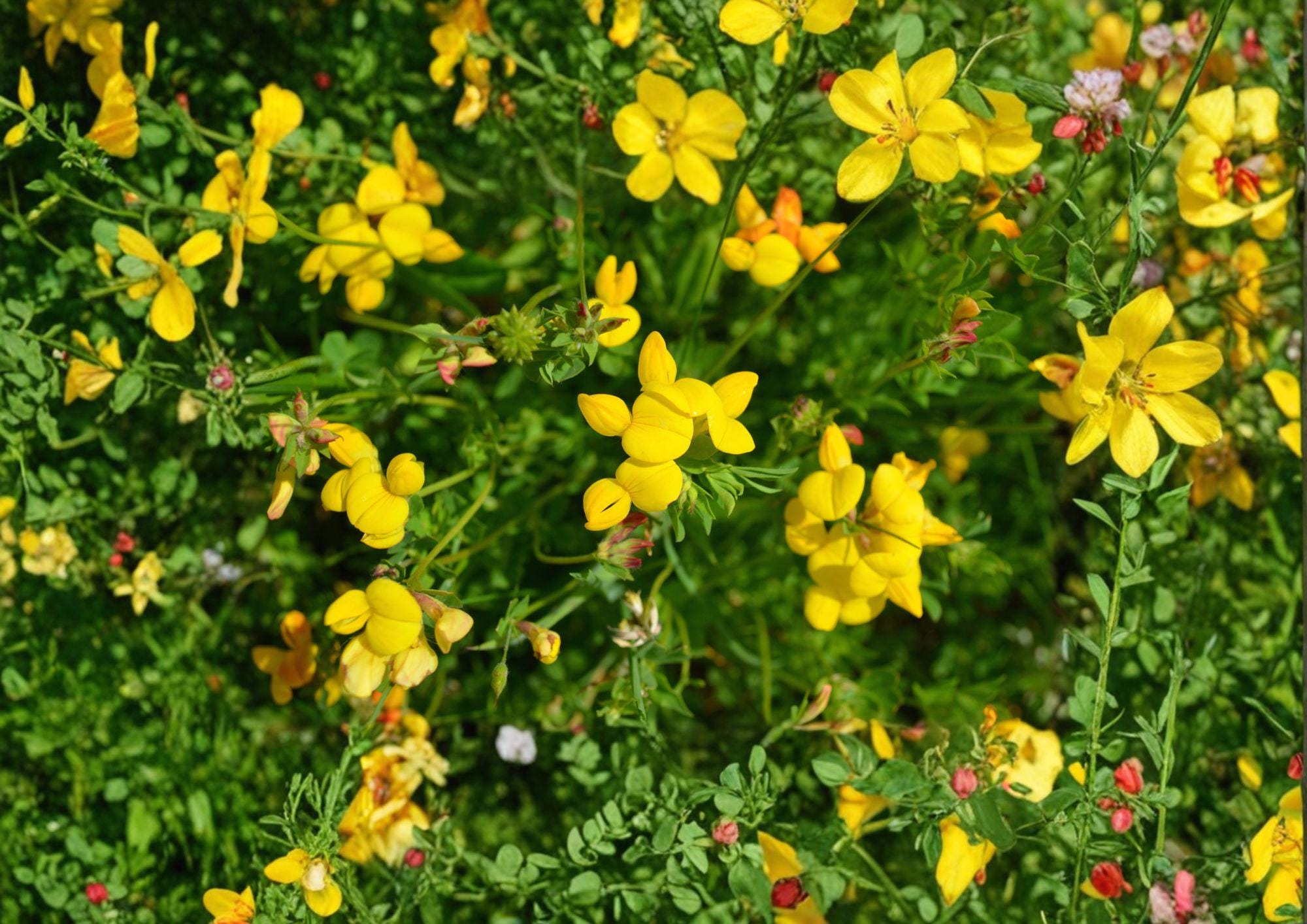 Bird’s Foot Trefoil Seeds – 100 Yellow Wildflower Groundcover for Meadows, Slopes, Pollinator Gardens Lotus corniculatus