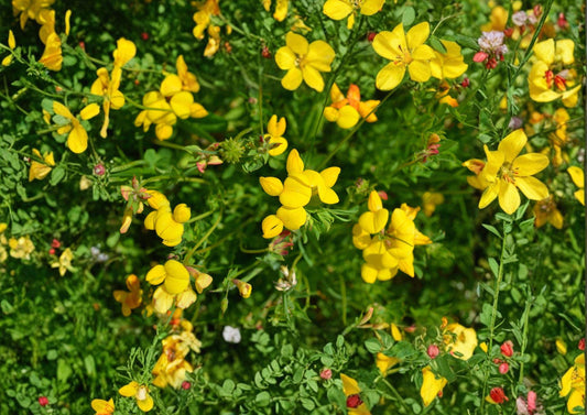 Bird’s Foot Trefoil Seeds – 100 Yellow Wildflower Groundcover for Meadows, Slopes, Pollinator Gardens Lotus corniculatus