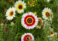 Painted Daisy Seeds – Tricolor Chrysanthemum Flower Seeds for Bright Summer Garden – Glebionis carinata