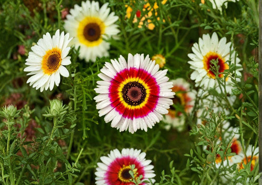 Painted Daisy Seeds – Tricolor Chrysanthemum Flower Seeds for Bright Summer Garden – Glebionis carinata