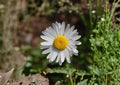 Oxeye Daisy Seeds – 100 White Wildflower Perennial for Meadows, Borders & Cottage Gardens (Leucanthemum vulgare)