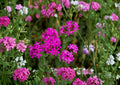 Catchfly Flower Seeds – 100 Pink Sweet William (Silene armeria) Annual for Cottage Gardens & Borders