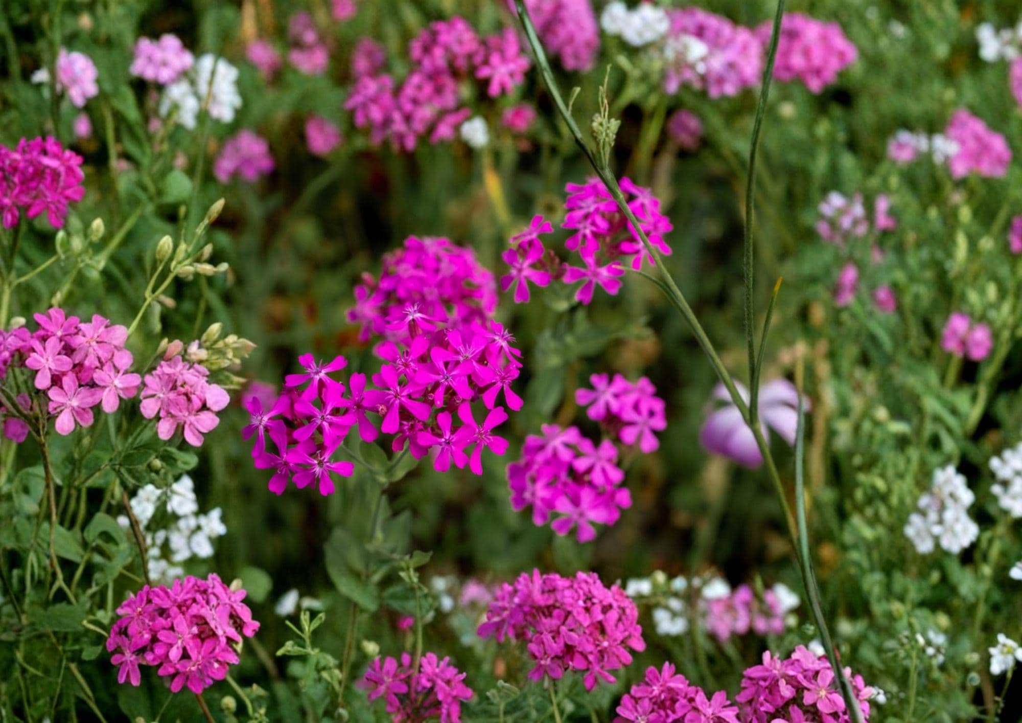 Catchfly Flower Seeds – 100 Pink Sweet William (Silene armeria) Annual for Cottage Gardens & Borders